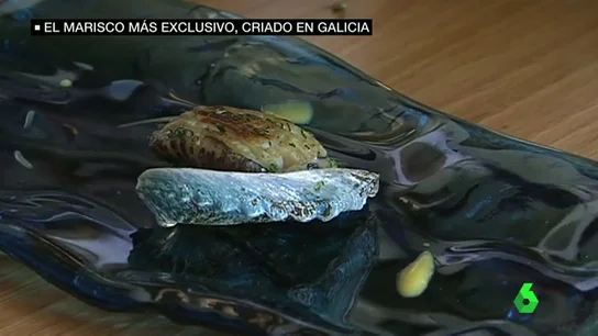 Frame 76.692223 de: abalones Frame 76.692223 de: abalones