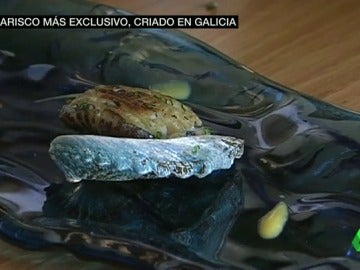 Frame 76.692223 de: abalones Frame 76.692223 de: abalones