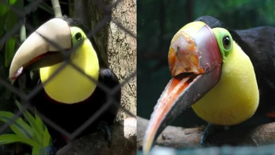 Grecia, el tucán maltratado Grecia, el tucán maltratado