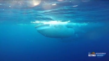 Frame 31.78625 de: Las impresionantes imágenes de una ballena lanzándose sobre un banco de peces en El Hierro