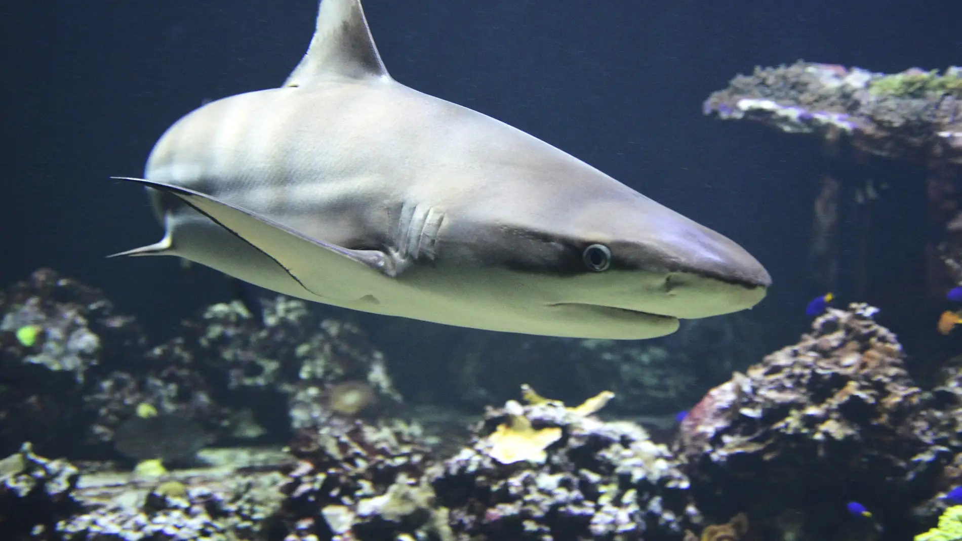 2.000 voluntarios para el estudio sobre el miedo a los tiburones