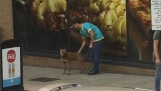 Perro maltratado en Londres