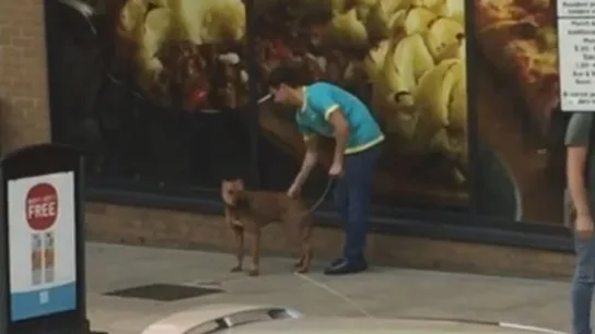 Perro maltratado en Londres Perro maltratado en Londres