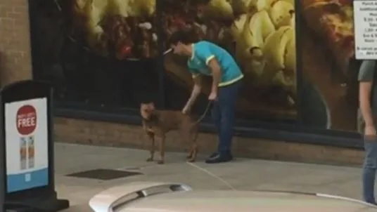 Perro maltratado en Londres