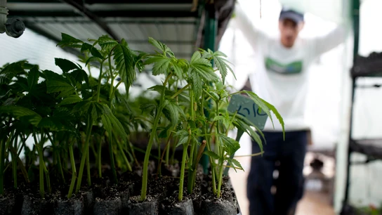 Plantación de marihuana en un espacio interior (Archivo) Plantación de marihuana en un espacio interior.