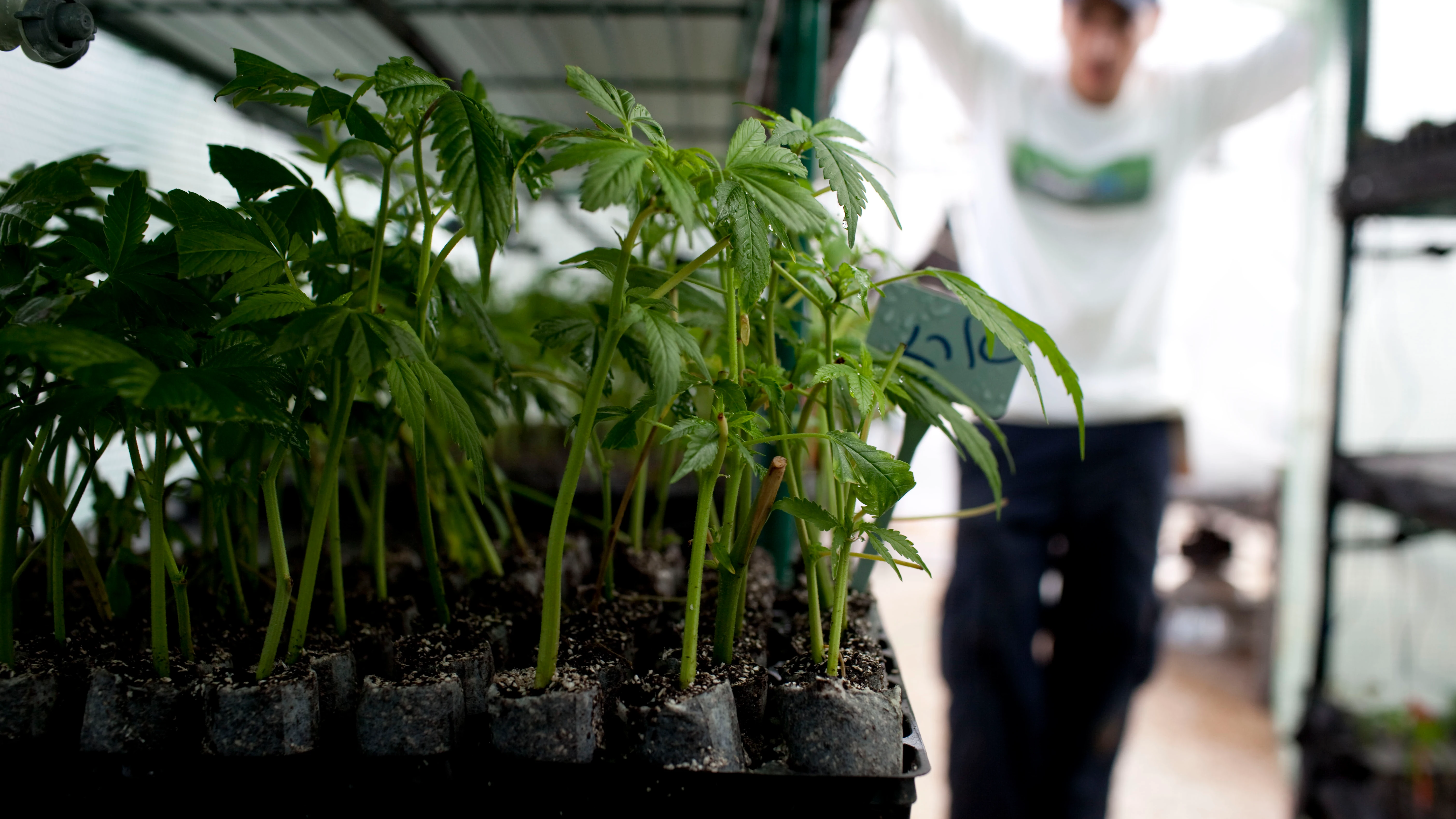 Plantación de marihuana en un espacio interior.