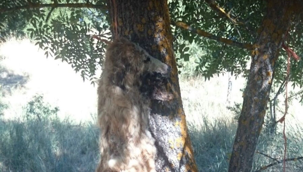 Perro ahorcado en un arbol en Valdetorres de Jarama (Madrid)