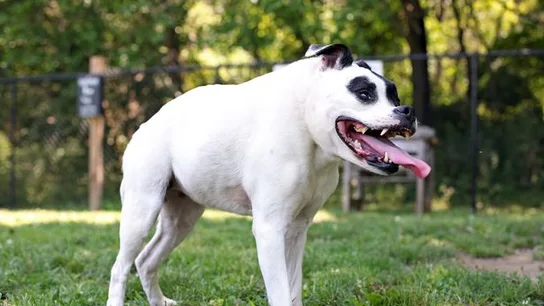 Cuda sufre el síndrome de la columna corta Cuda sufre el síndrome de la columna corta