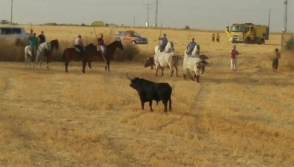 El toro de Brihuega antes de ser abatido