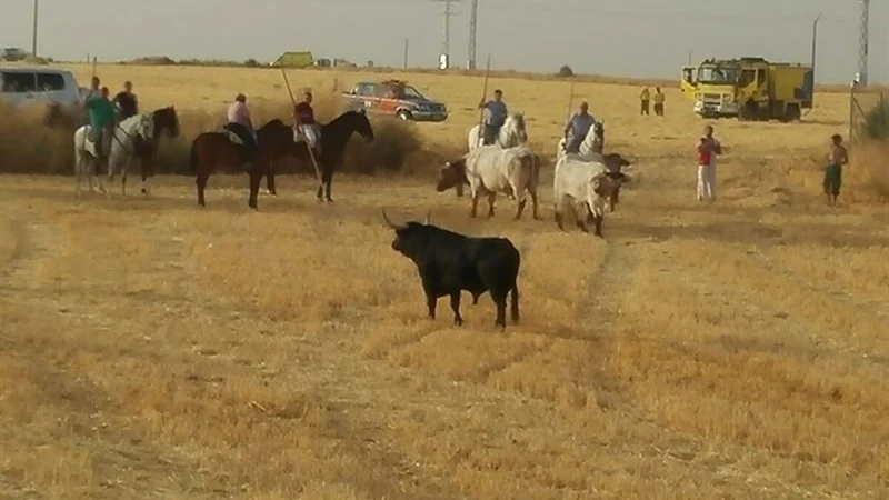 El toro de Brihuega antes de ser abatido