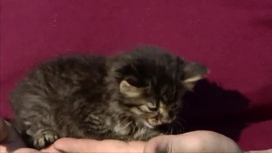 Frame 41.900843 de: Rescatan a un gato que llevaba varios días encerrado en una tubería gracias a Facebook Frame 41.900843 de: Rescatan a un gato que llevaba varios días encerrado en una tubería gracias a Facebook