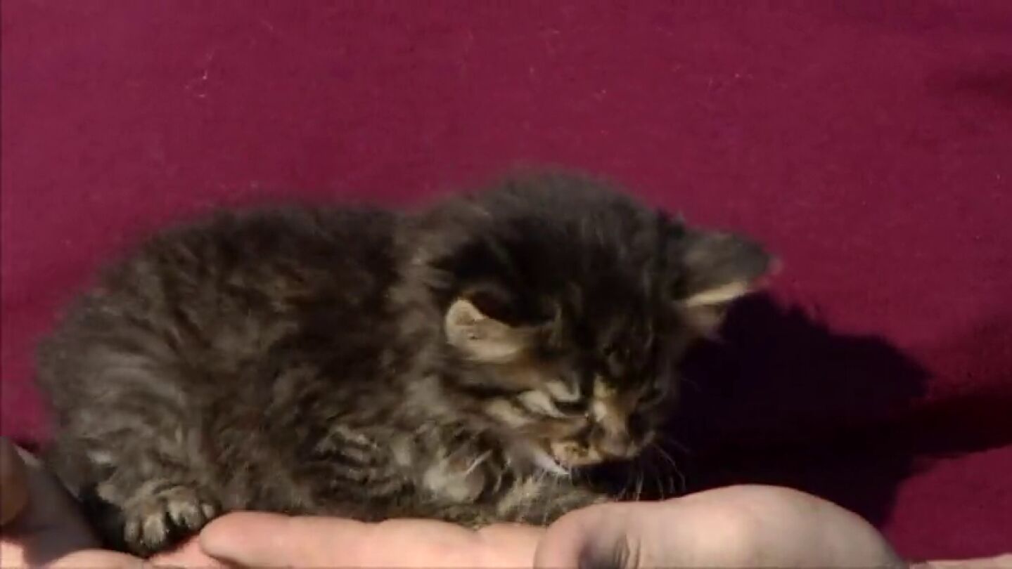 Frame 41.900843 de: Rescatan a un gato que llevaba varios d&iacute;as encerrado en una tuber&iacute;a gracias a Facebook