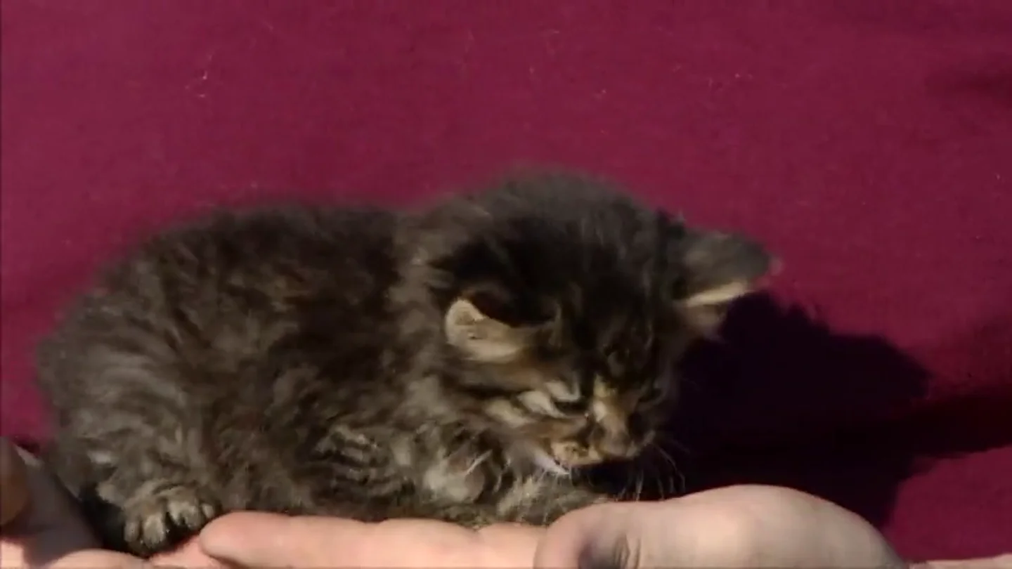 Frame 41.900843 de: Rescatan a un gato que llevaba varios días encerrado en una tubería gracias a Facebook Frame 41.900843 de: Rescatan a un gato que llevaba varios días encerrado en una tubería gracias a Facebook