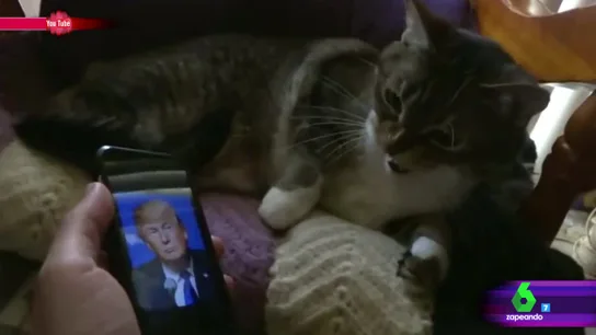 Un gato ve a Trump Un gato ve a Trump