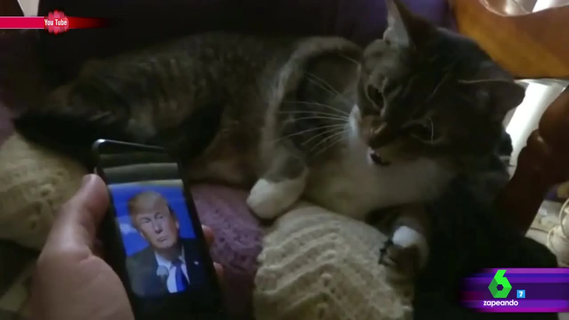 Un gato ve a Trump