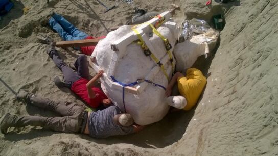 Cr&aacute;neo de un Tiranosaurio Rex hallado en EEUU