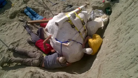 Cráneo de un Tiranosaurio Rex hallado en EEUU Cráneo de un Tiranosaurio Rex hallado en EEUU