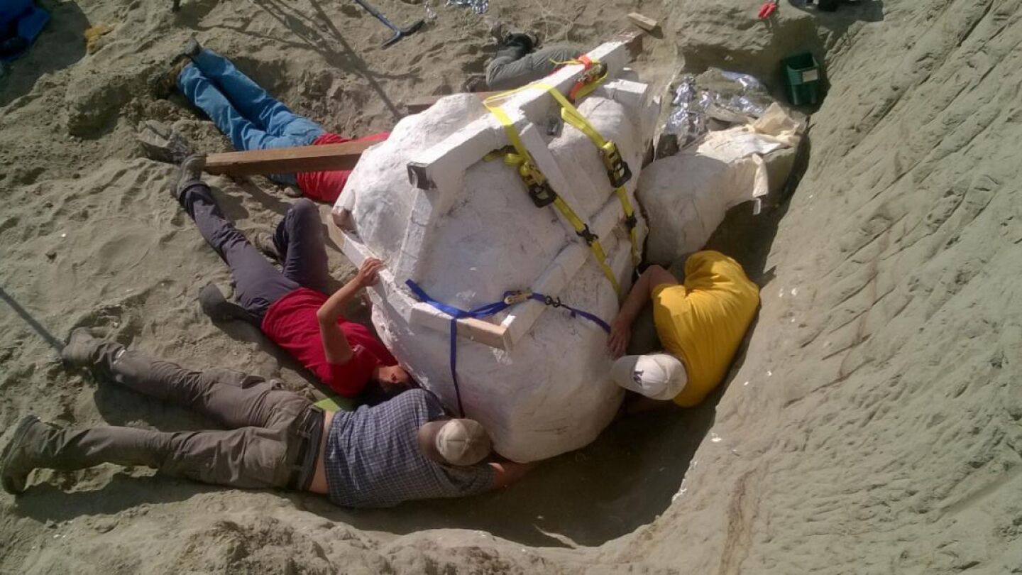 Cr&aacute;neo de un Tiranosaurio Rex hallado en EEUU