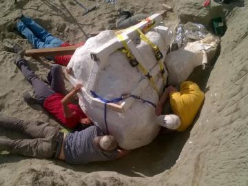 Cráneo de un Tiranosaurio Rex hallado en EEUU Cráneo de un Tiranosaurio Rex hallado en EEUU