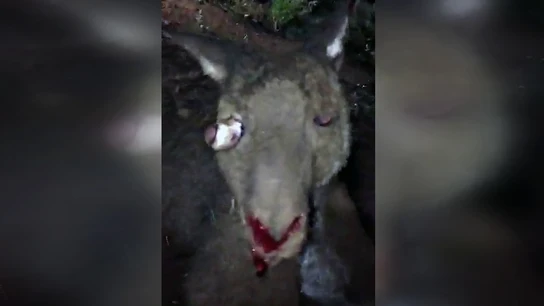 Unos jóvenes decapitan a un canguro Unos jóvenes decapitan a un canguro