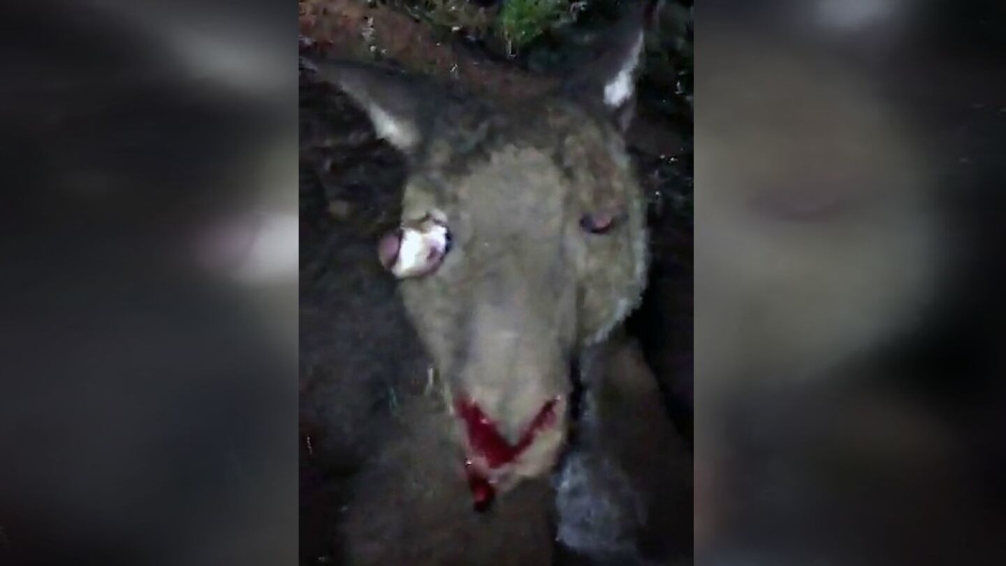 Unos j&oacute;venes decapitan a un canguro