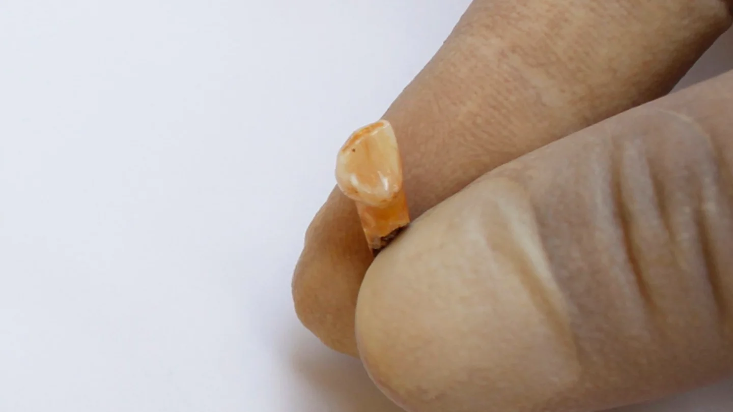 Diente del niño neandertal Diente del niño neandertal