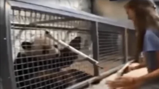 Imagen de Baobao pintando. Imagen de Baobao pintando.