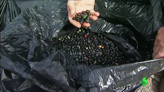 Frame 66.30901 de: ARANDANOS Frame 66.30901 de: ARANDANOS