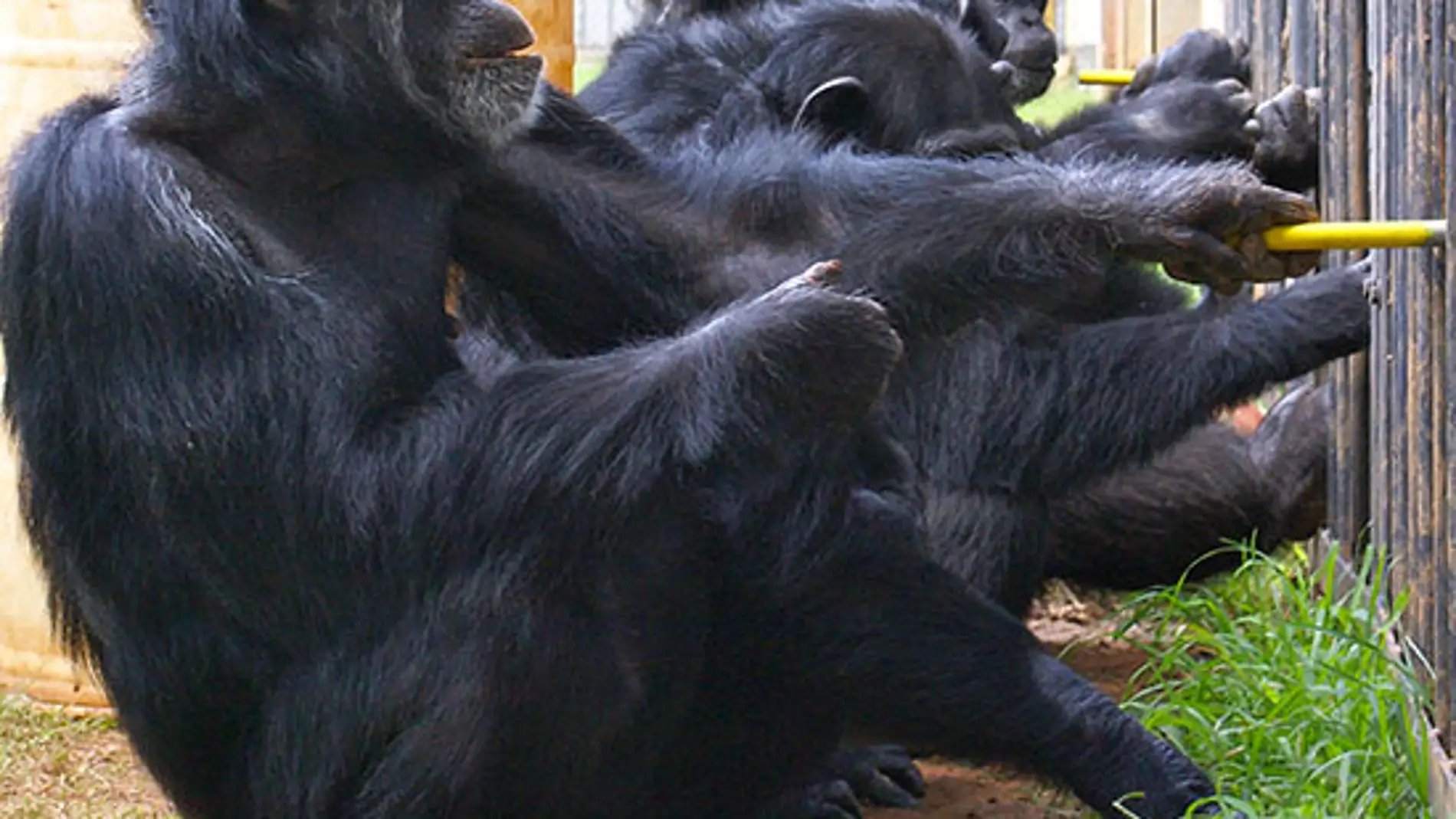 Chimpancés