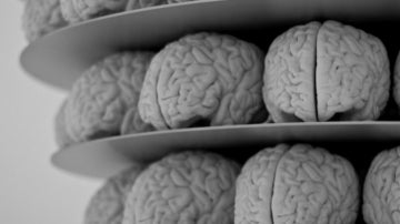 Imagen de archivo de varios cerebros