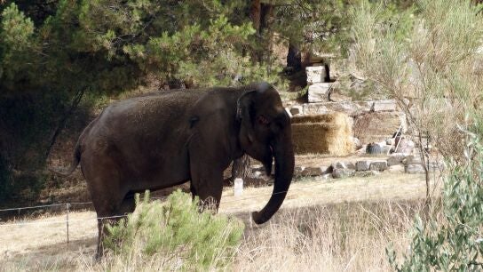Dumba en el jard&iacute;n de 100 m2 en el que vive.