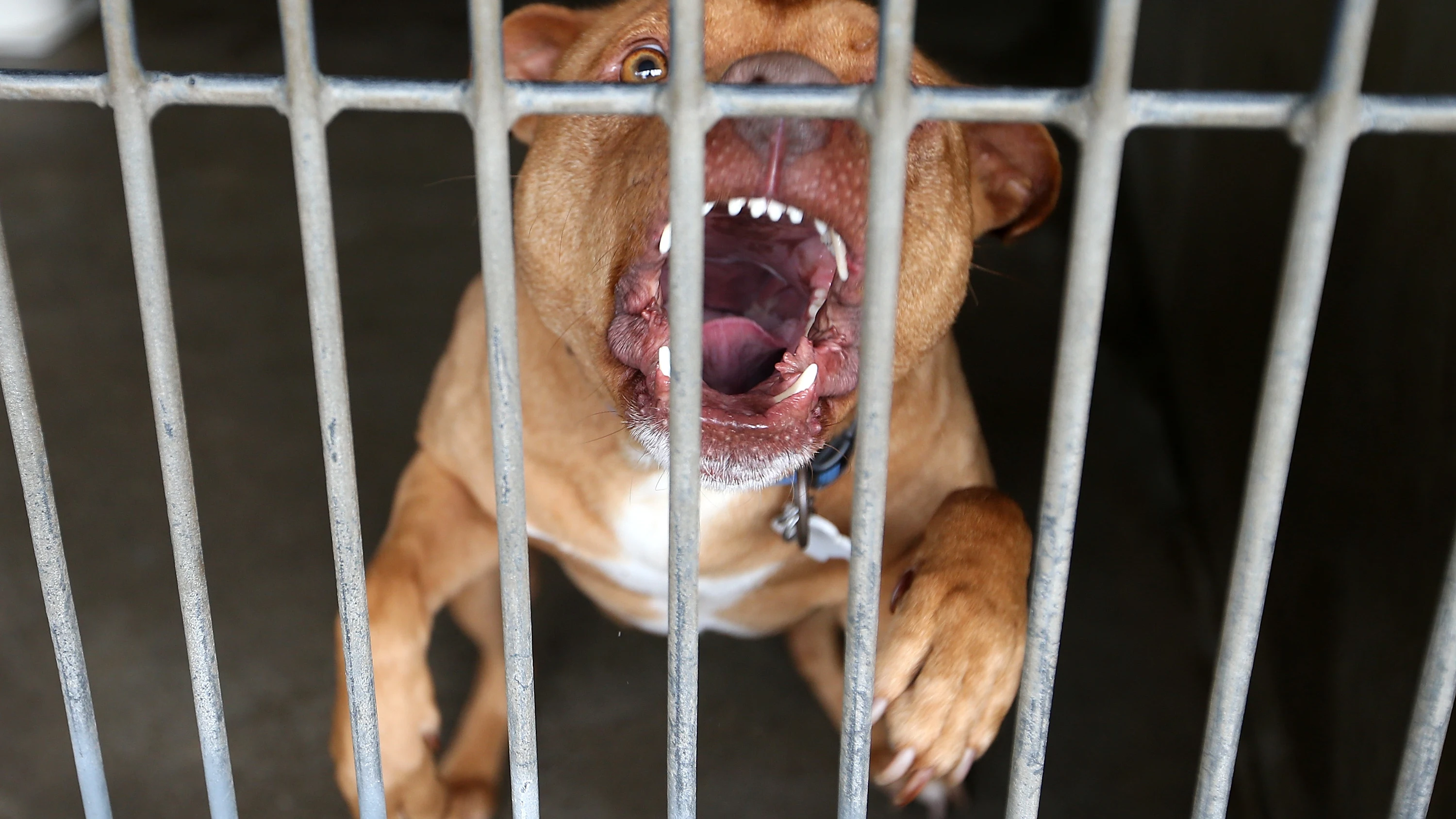 Un grupo de perros ataca a una mujer en una playa