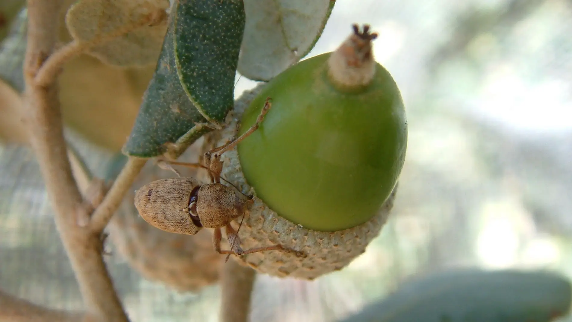 Gorgojo sobre una bellota en una encina