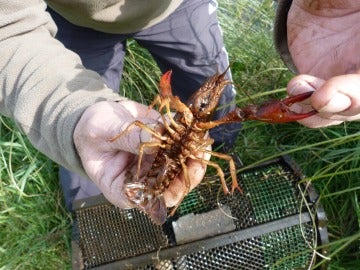 Cangrejo de río de la especie Procambarus clarkii