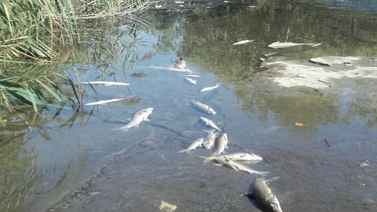 Peces muertos en el río Henares Peces muertos en el río Henares