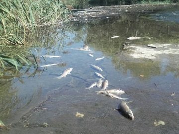 Peces muertos en el río Henares Peces muertos en el río Henares