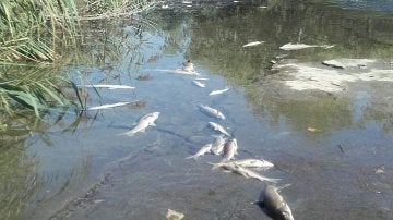 Peces muertos en el río Henares