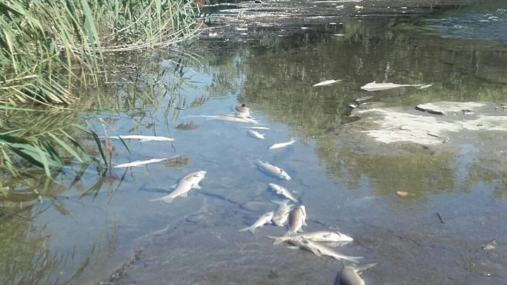 Peces muertos en el río Henares