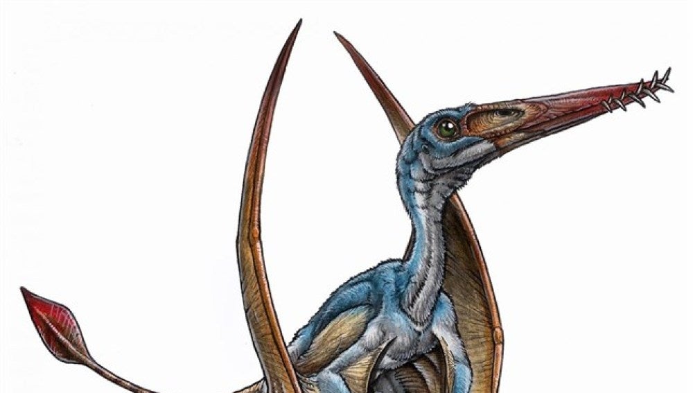 Ilustración del pterosaurio