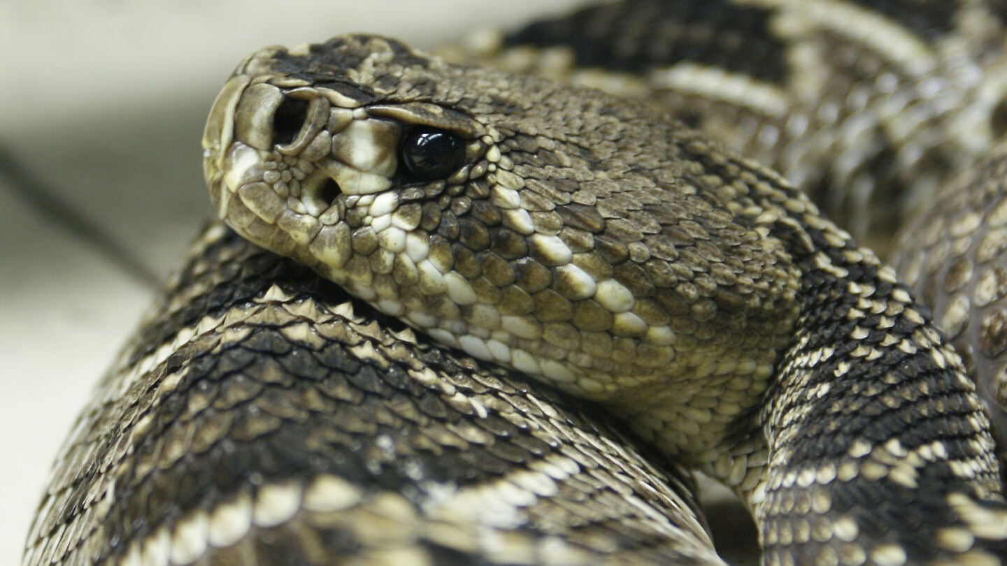 Una serpiente en una imagen de archivo