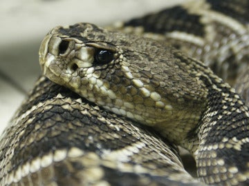 Imagen de archivo de una serpiente Imagen de archivo de una serpiente