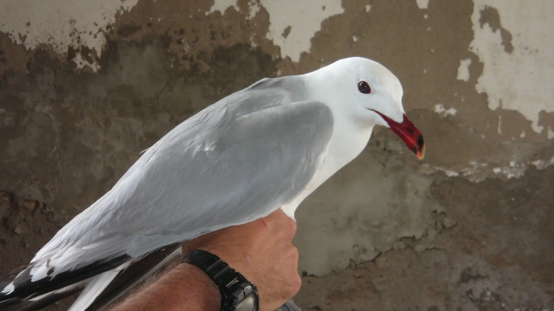 Ejemplar de gaviota de Audouin. / CISA-I
