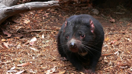 Demonio de Tasmania Demonio de Tasmania