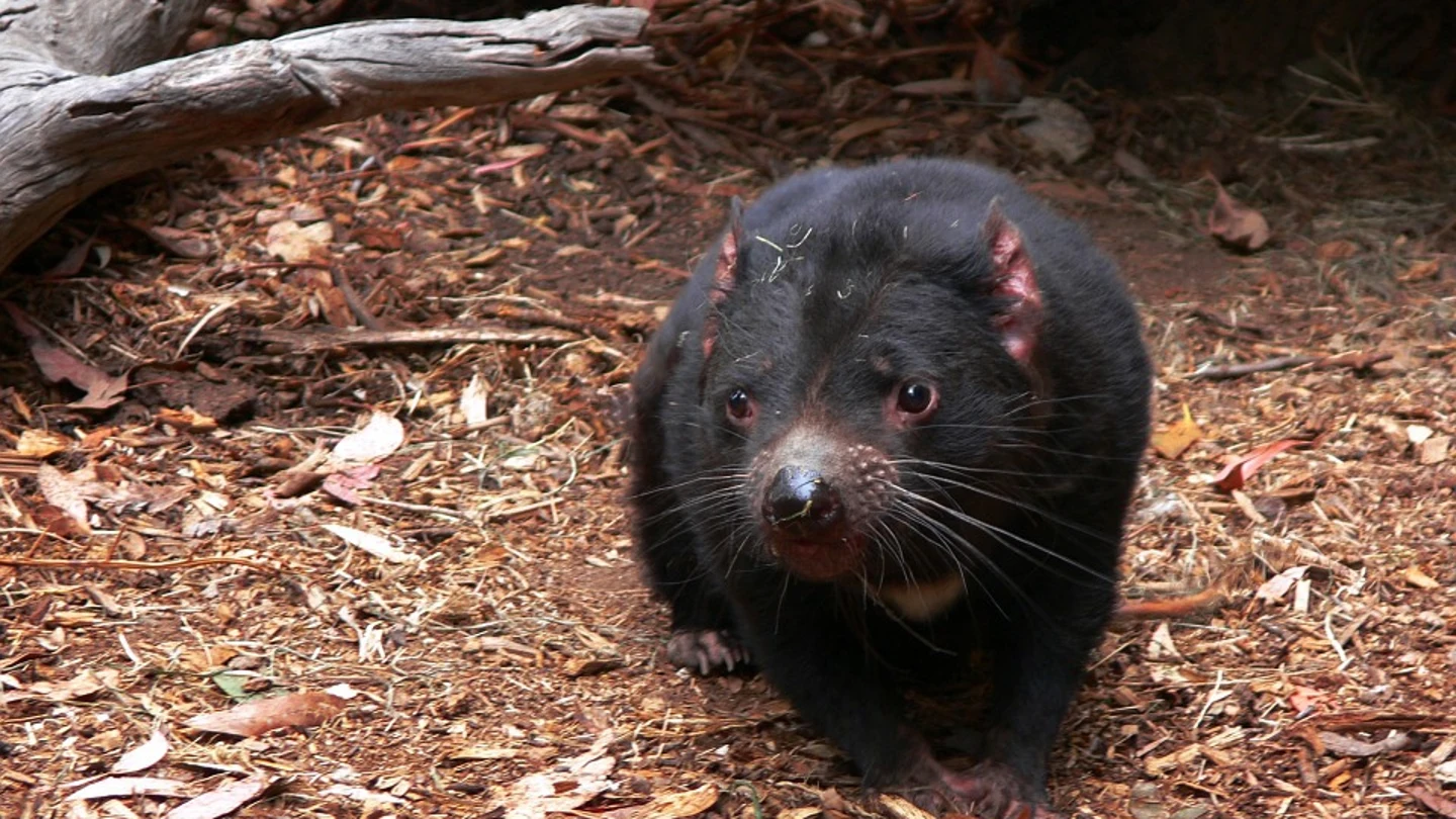 Demonio de Tasmania Demonio de Tasmania