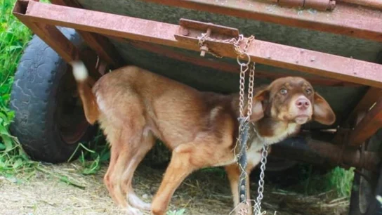 Duke atado al remolque Duke atado al remolque