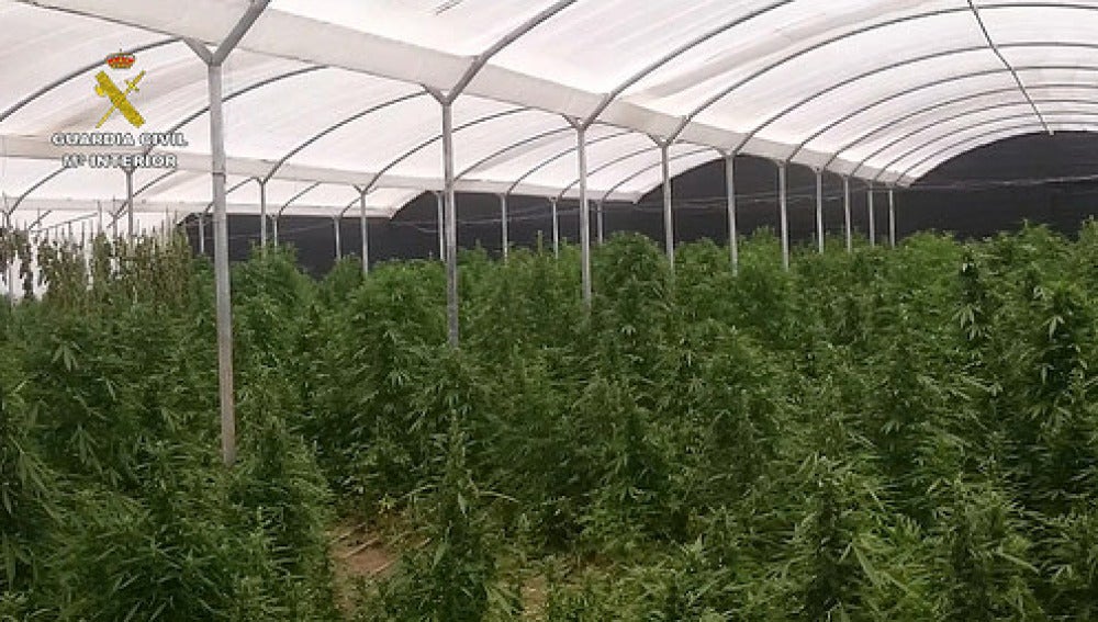 El cannabis estaba en proceso de cultivo 