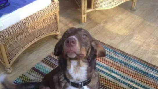 Duke ha tenido un final feliz Duke ha tenido un final feliz