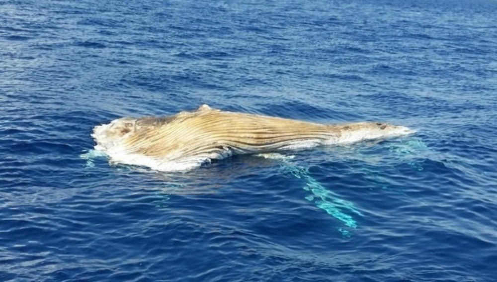 Aparece una ballena muerta en Tarragona