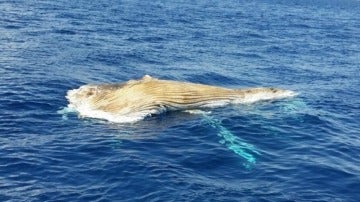Aparece una ballena muerta en Tarragona