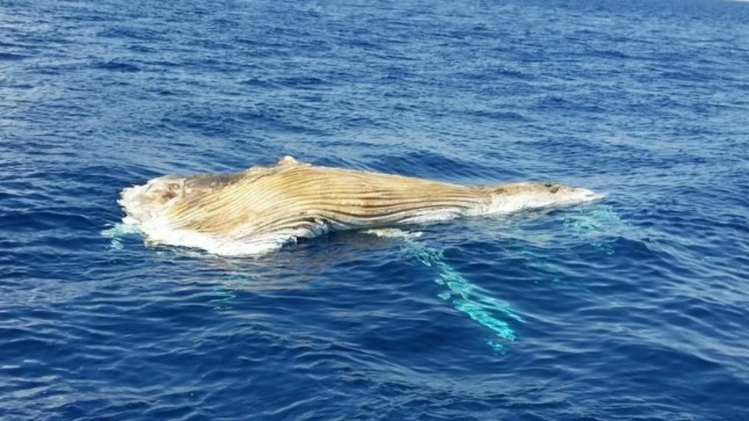 Aparece una ballena muerta en Tarragona